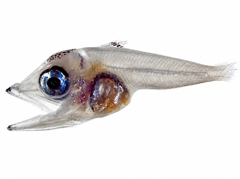 Larva de atún rojo del sur (Thunnus maccoyii) | IEO-CSIC