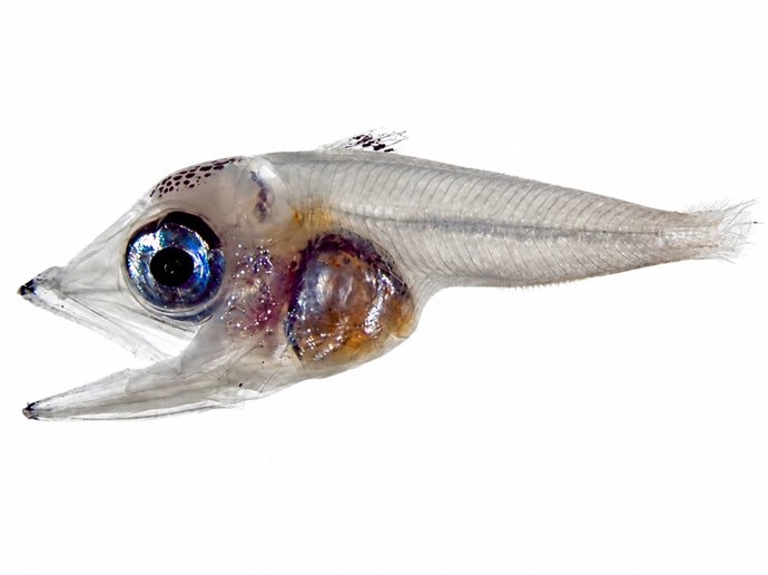 Larva de atum-vermelho-do-sul (Thunnus maccoyii) | IEO-CSIC