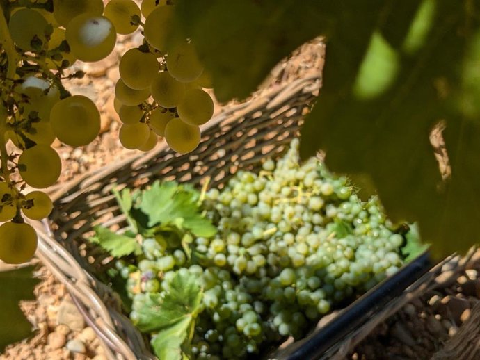 Vendimia de la bodega Diez Siglos