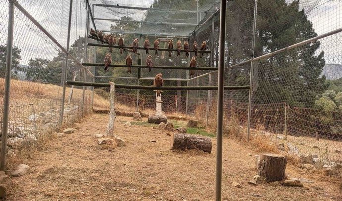 Milanos reales en el jaulón de aclimatación del Parque Natural de Cazorla, Segura y Las Villas.