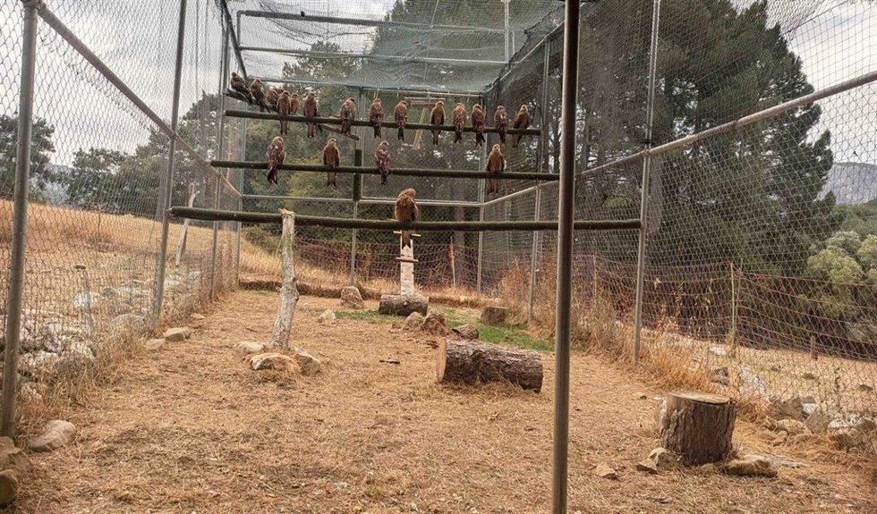 Milanos reales en el jaulón de aclimatación del Parque Natural de Cazorla, Segura y Las Villas.