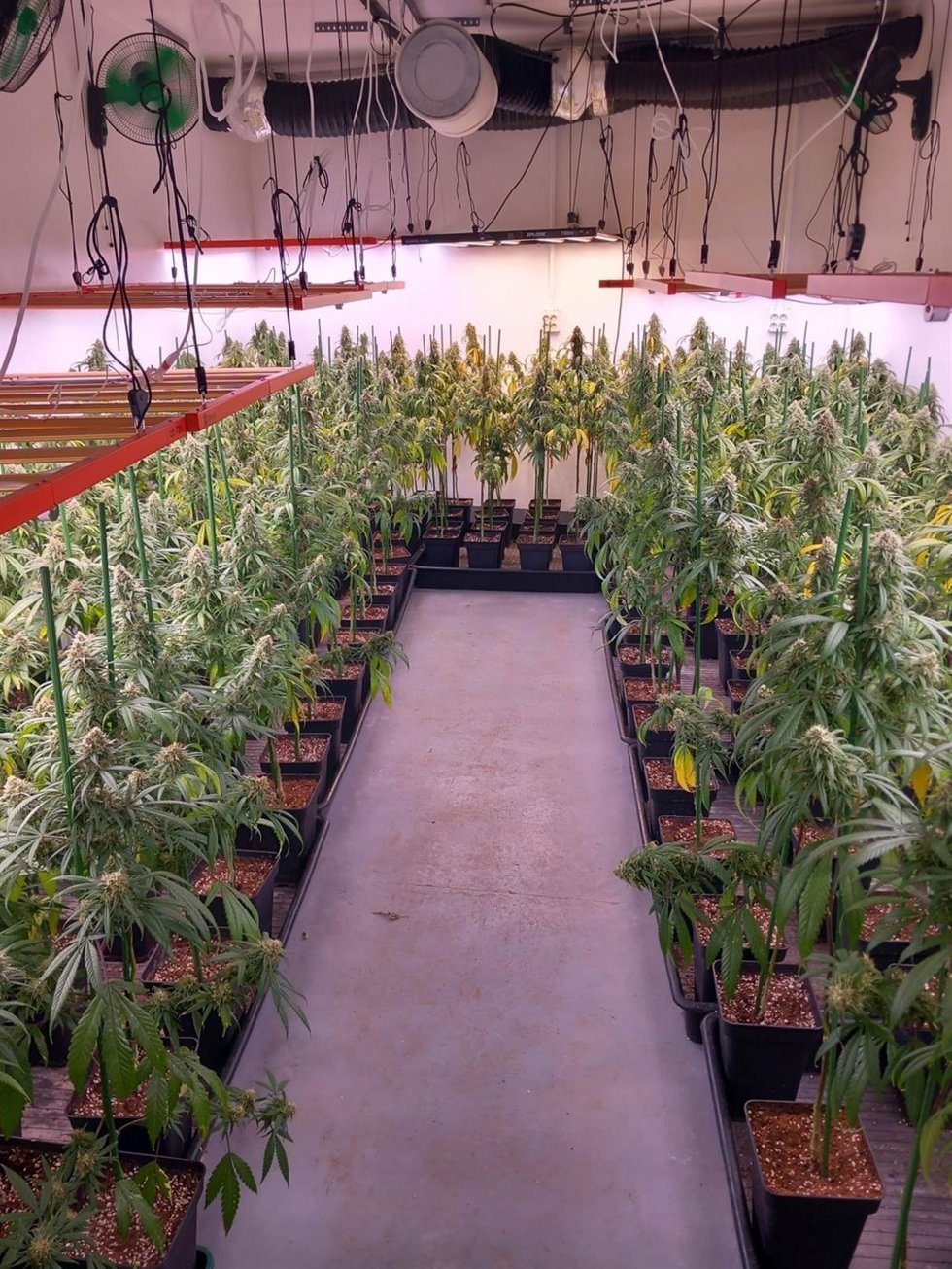 Plantas de marihuana