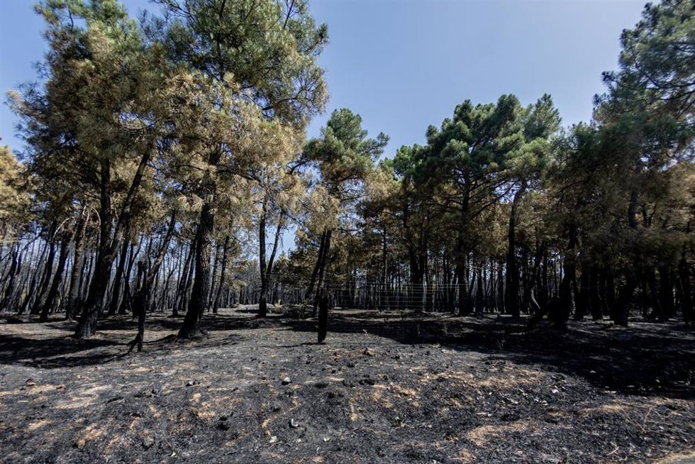 Archivo - Una de las zonas quemadas por el fuego, a 21 de julio de 2026, en Lozoyuela, Madrid (España). 