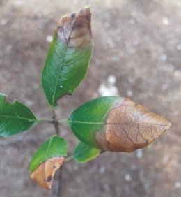 Planta enferma.