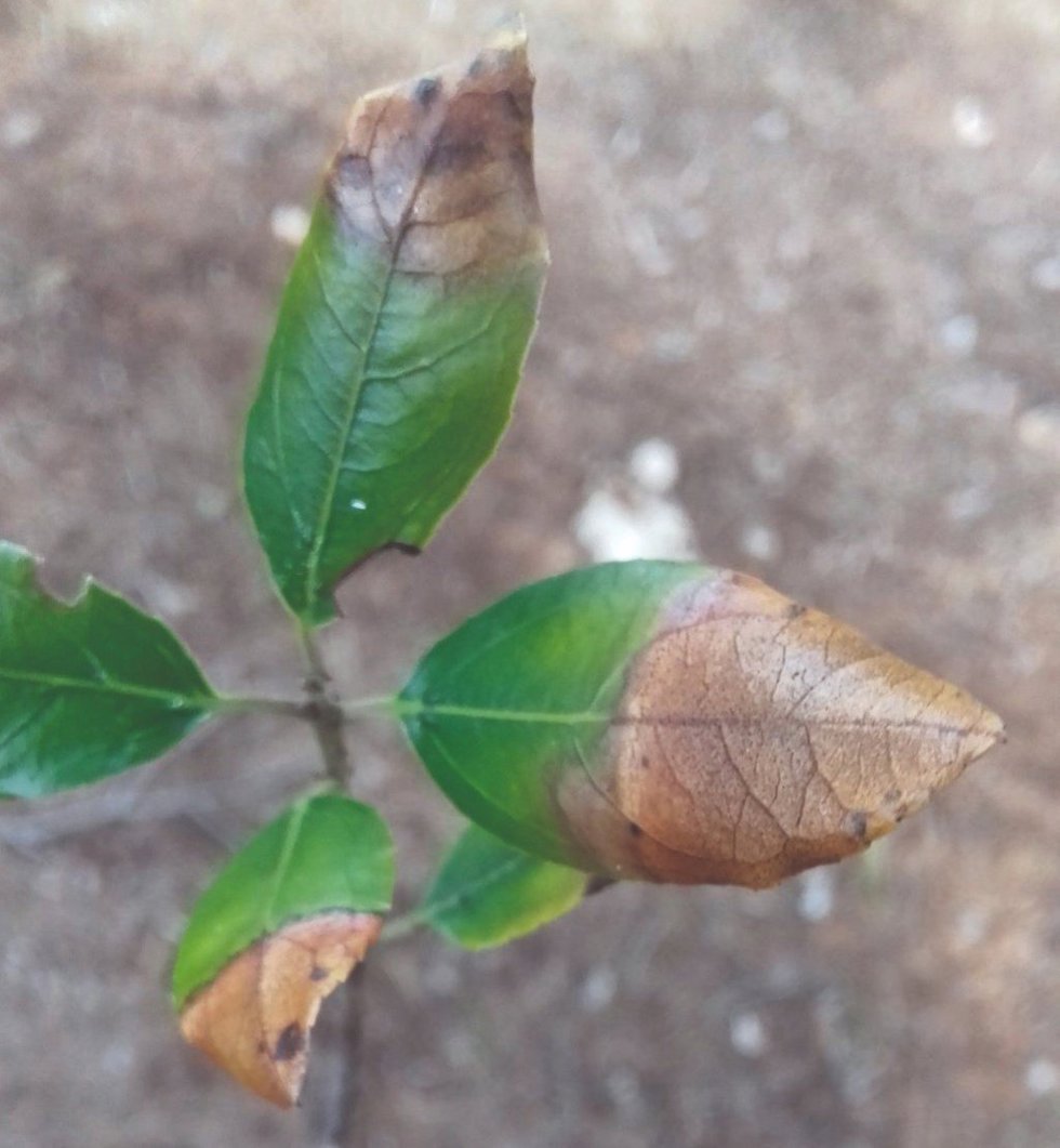 Planta enferma.