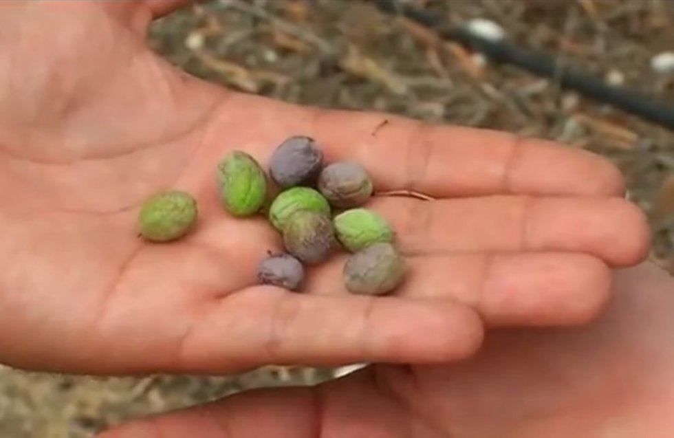 Un agricultor muestra en su mano varias aceitunas arrugadas