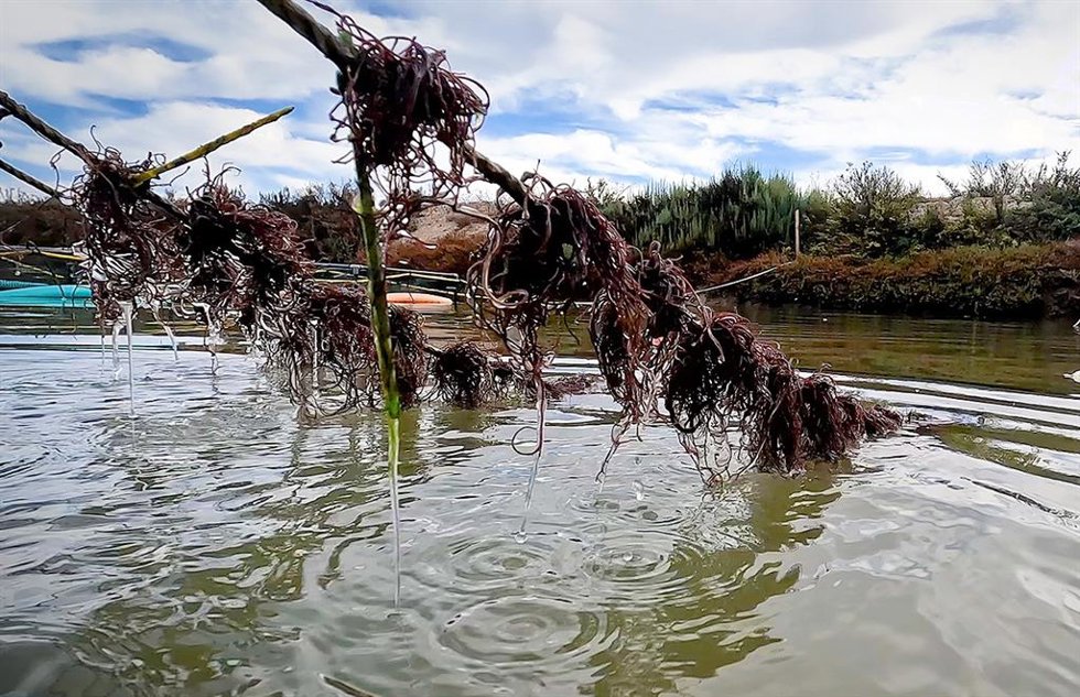 Archivo - Alga Gracilaria en esteros de Cádiz