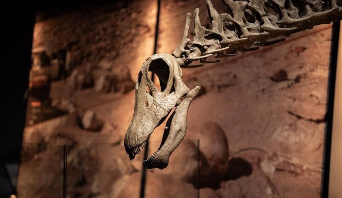 Esqueleto de dinosaurio.