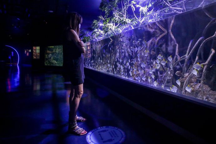 Archivo - Una visitante del Atlantis Aquarium Madrid observa los peces de uno de los acuarios, en el Centro Comercial Intu Xanadú, Arroyomolinos, Madrid (España), a 25 de junio de 2020.