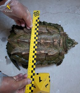 Tortuga caimán.
