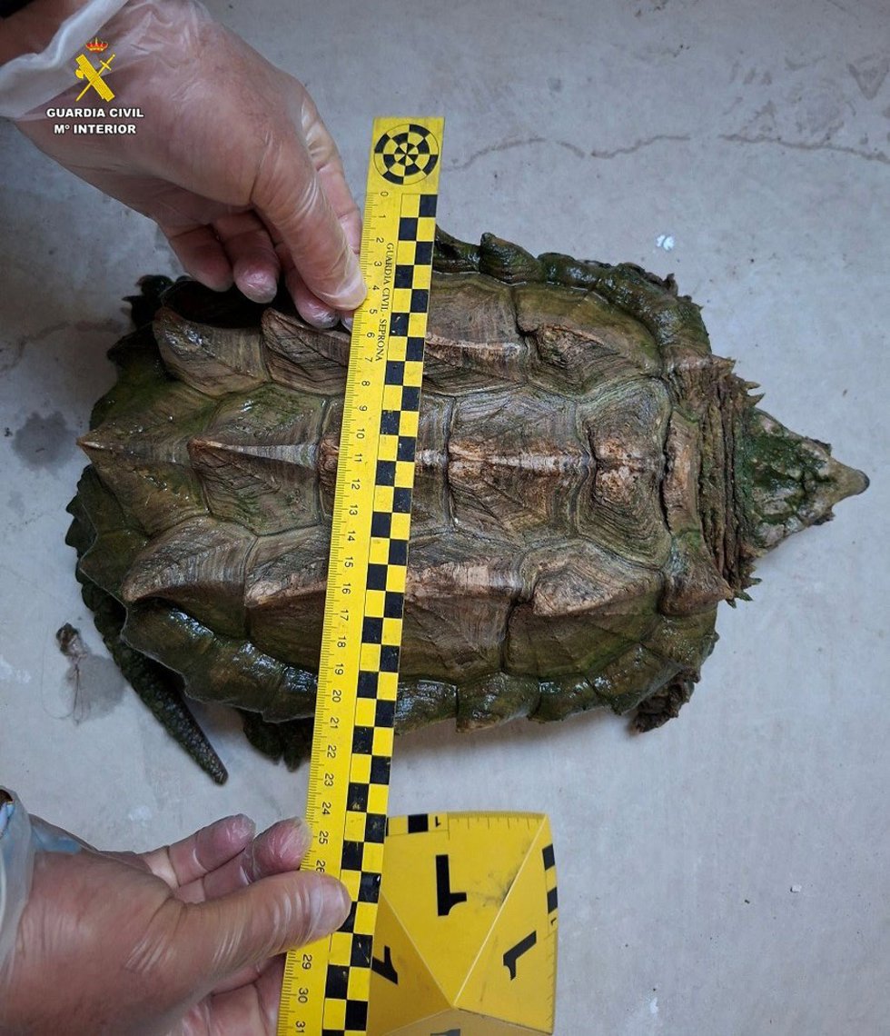 Tortuga caimán.