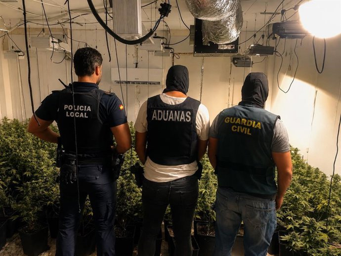 Guardia Civil y Vigilancia Aduanera de la Agencia Tributaria han desmantelado tres plantaciones de marihuana en Alhendín con un total de 742 plantas en una operación conjunta que también se ha saldado con la detención de siete personas.