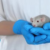 Foto: La EMA crea un programa piloto de intercambio voluntario de datos sobre métodos alternativos a los ensayos con animales