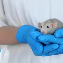 La EMA crea un programa piloto de intercambio voluntario de datos sobre métodos alternativos a los ensayos con animales