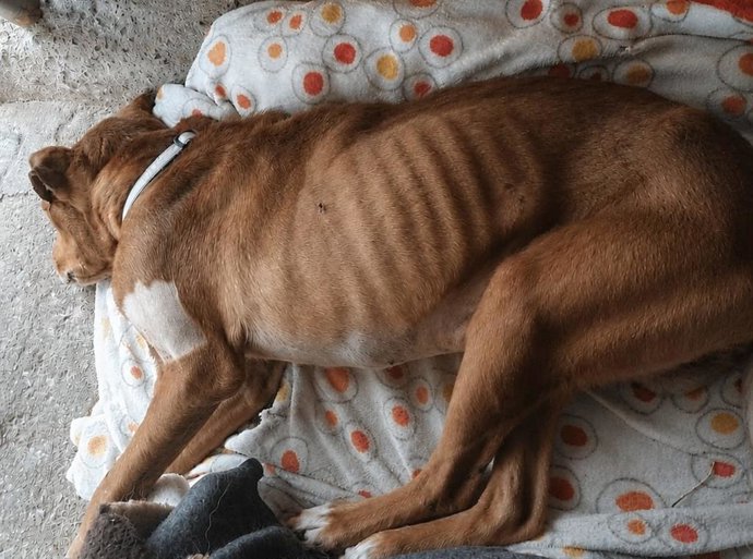 Uno de los perros maltratados