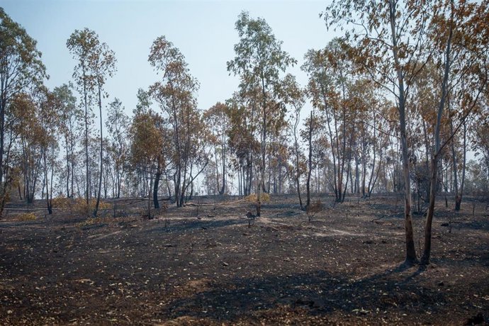Zona afectada por el incendio de Niebla (Huelva).