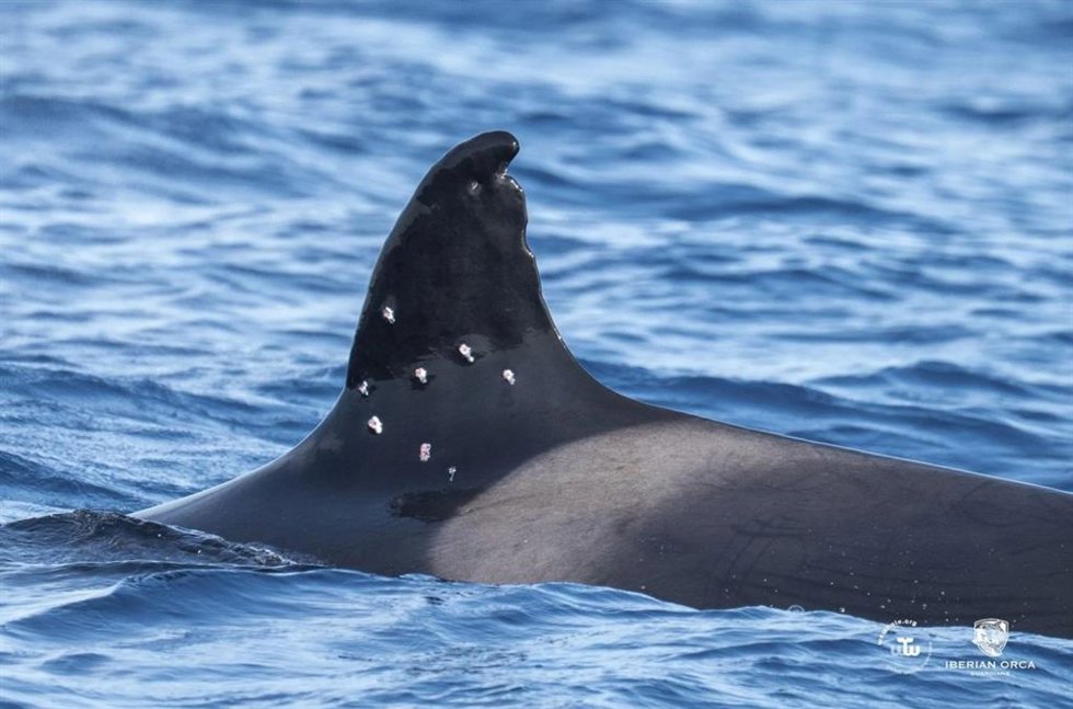 El MITECO abre actuaciones previas de  investigación tras el avistamiento de la orca Toñi  con posibles marcas de perdigones en su aleta  Dorsal.