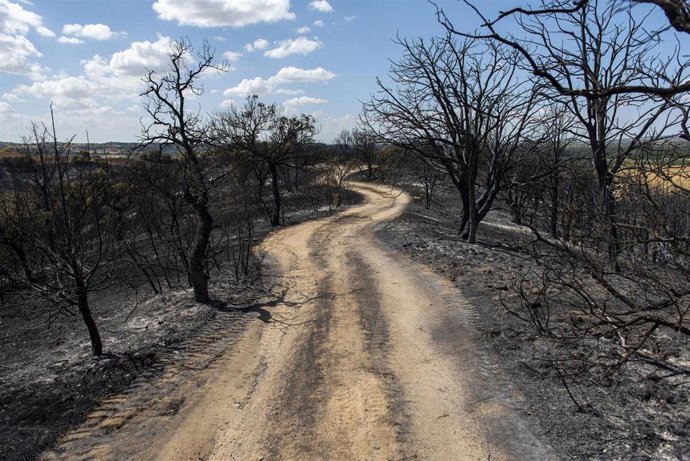 Vista tras el paso del fuego, a 23 de agosto de 2026, en Aldea del Fresno, Madrid (España).