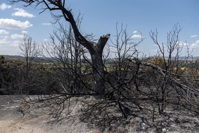 Un árbol calcinado, a 23 de agosto de 2026, en Aldea del Fresno, Madrid (España). 