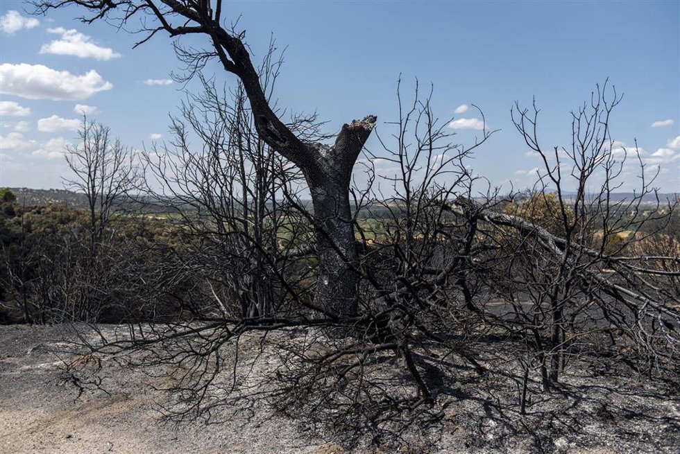 Un árbol calcinado, a 23 de agosto de 2026, en Aldea del Fresno, Madrid (España). 