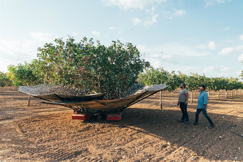 Archivo - Plantación de pistacho