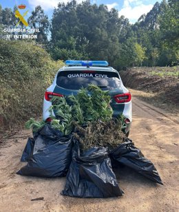 Plantas de marihuana intervenidas.