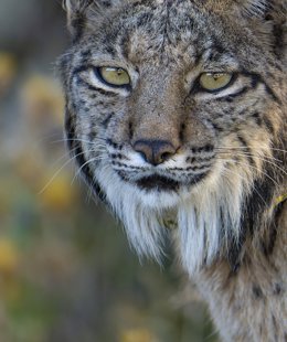 Archivo - Lince ibérico.