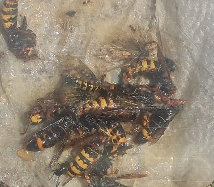 Archivo - Ejemplares de avispa asiática (Vespa velutina) capturados con una trampa casera