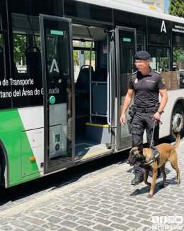 Un detenido por la Policía Local y puesto a disposición judicial tras las quejas de un usuario del autobús metropolitano por consumir hachís a bordo.