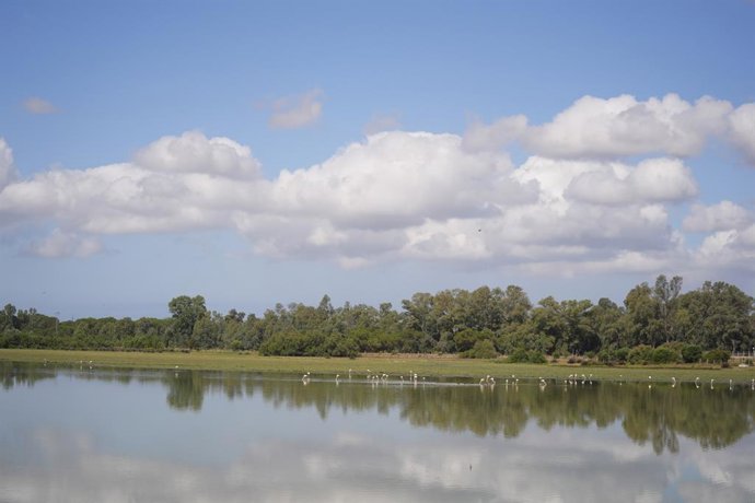 Archivo - Las marismas de Doñana.