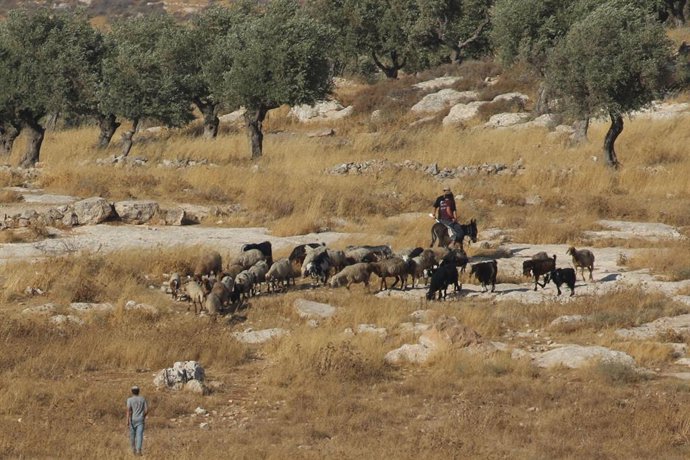 10 de agosto de 2026, Ramallah, Palestina, Estado de: TAYBEH, PALESTINA — 10 DE AGOSTO DE 2026: Colonos israelenses atacaram a comunidade beduína de Naif al-Kaabneh, na vila de Taybeh. A comunidade vem sofrendo ataques repetidos nos últimos meses. Cerca d