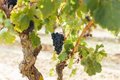 La DOCa Rioja señala que el ciclo vegetativo de la uva está afectado por la persistencia de temperaturas elevadas