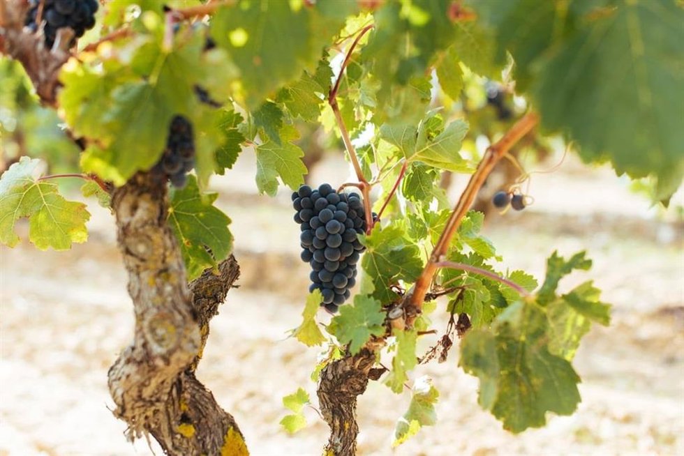 Uva en un viñedo de Rioja