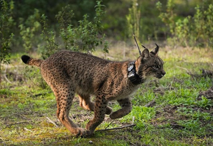 En 2025, Andalucía tenía 885 ejemplares de lince ibérico.