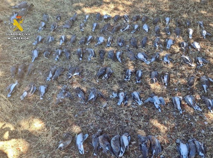 Ejemplares de tórtola europeas abatidas en un coto de Valverde de Llerena.