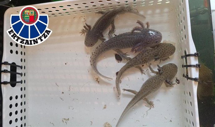Ejemplares de ajolotes localizados por la Ertzaintza.