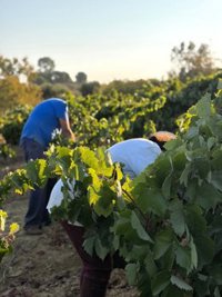 El Condado de Huelva afronta la vendimia con "buenas expectativas de calidad" ante la "excelente condición de la uva"
