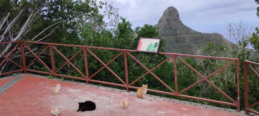 Gatos en el caserío de Anaga