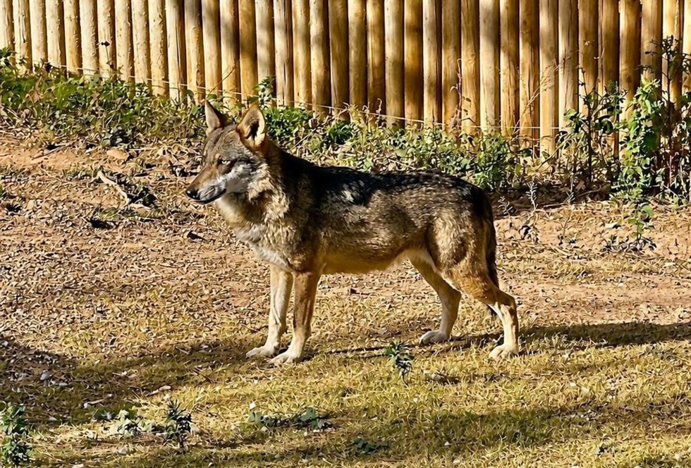 Lobo ibérico