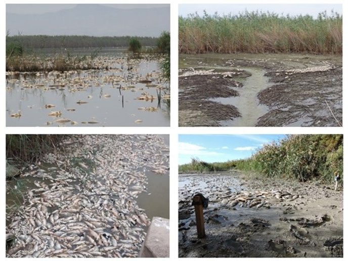 Els invertebrats convertixen grans mortalitats de peixos en un recurs per a vertebrats terrestres, segons un estudi