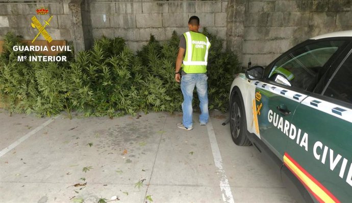 Plantas incautadas en Mondariz.