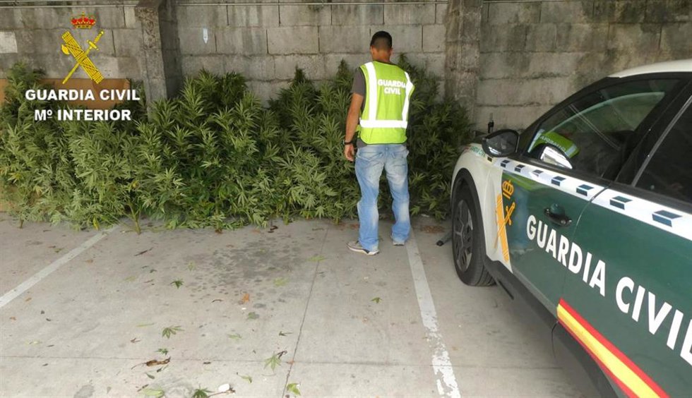 Plantas incautadas en Mondariz.