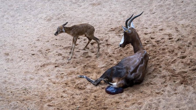 Naixement d'antílop en Bioparc
