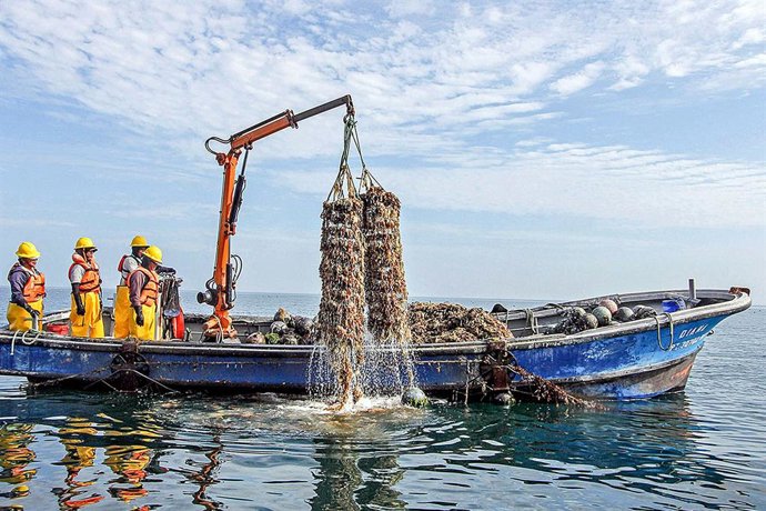 Perú.- Gobierno fortalece pesca y acuicultura con 1,331 habilitaciones sanitarias en seis meses