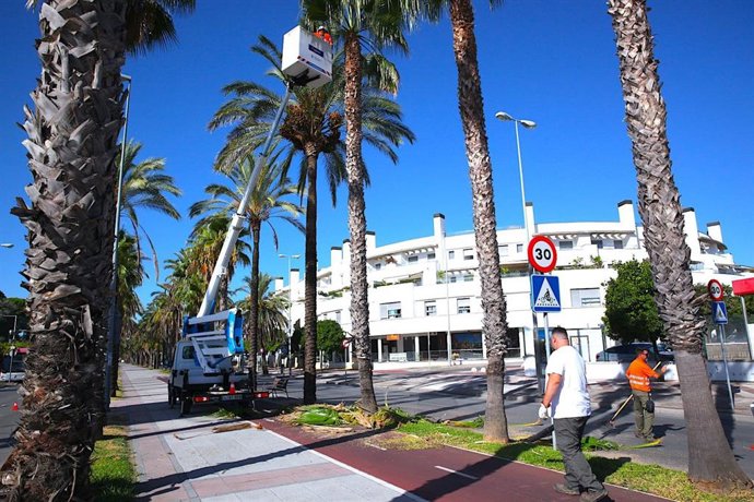 Operarios municipales en tareas de poda de palmeras en Jerez de la Frontera (Cádiz)