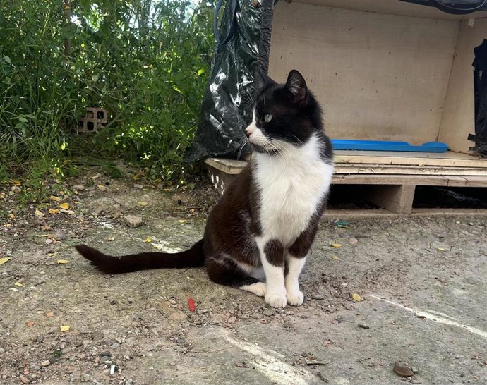 Archivo - Colonia felina.