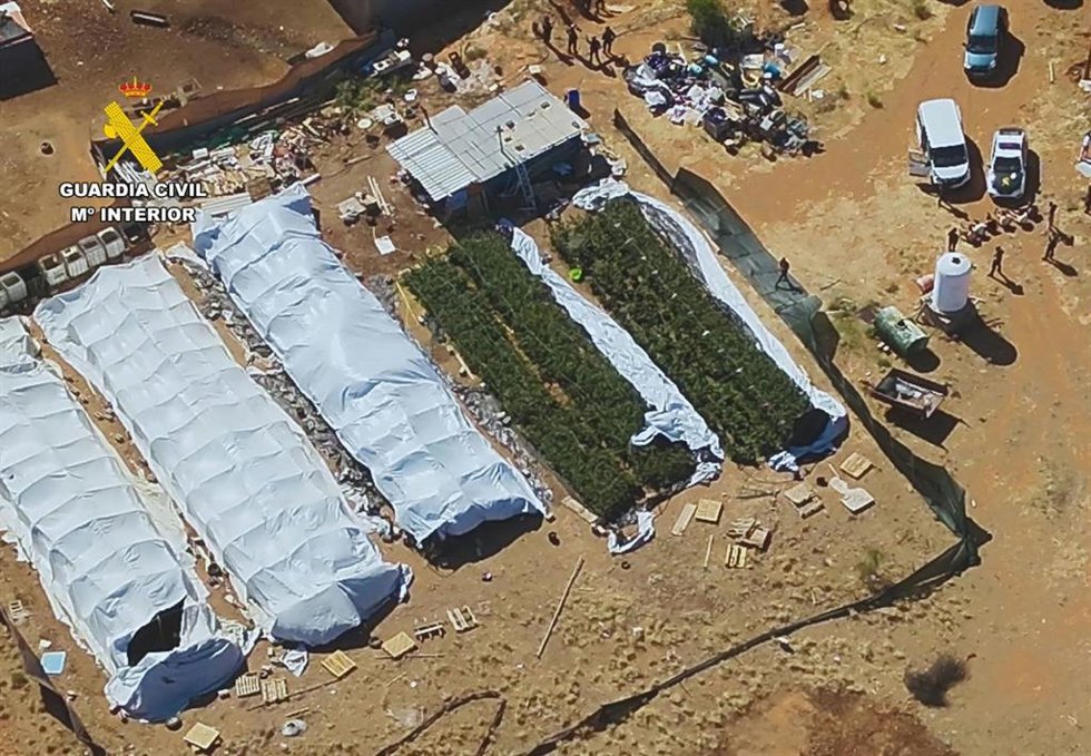 Cultivo de marihuana en unafinca de Aguarón (Zaragoza)