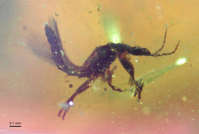Ejemplar de tisanóptero (del orden Thysanoptera) conservado en ámbar de El Soplao, uno de los numerosos insectos fósiles recuperados en este yacimiento del Cretácico Inferior