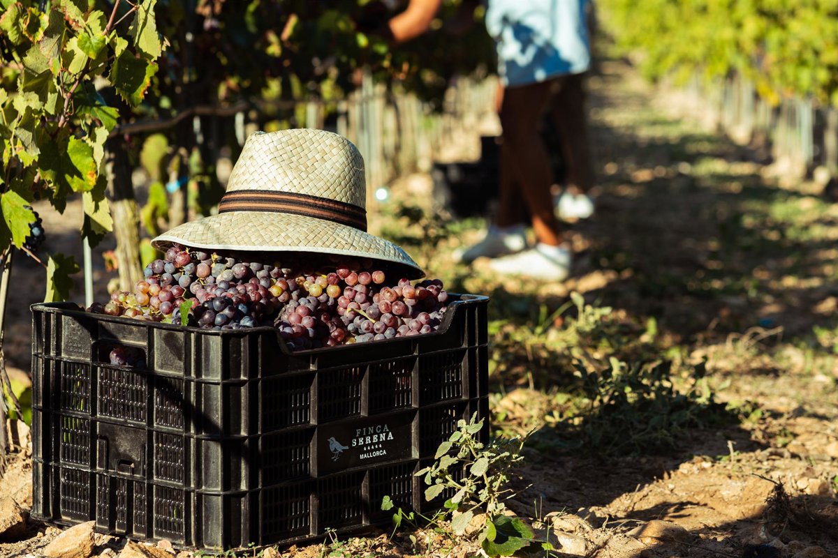 Un día entre viñedos, una copa de vino y la magia de la vendimia
