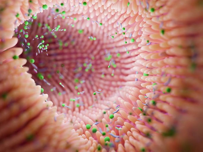 Archivo - Arquivo - Microbioma intestinal. Microbiota